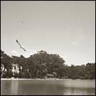 park, bench by lake, golden gate park san francisco, nature, seagull, afternoon, beautiful afternoon, trees, water, lake side